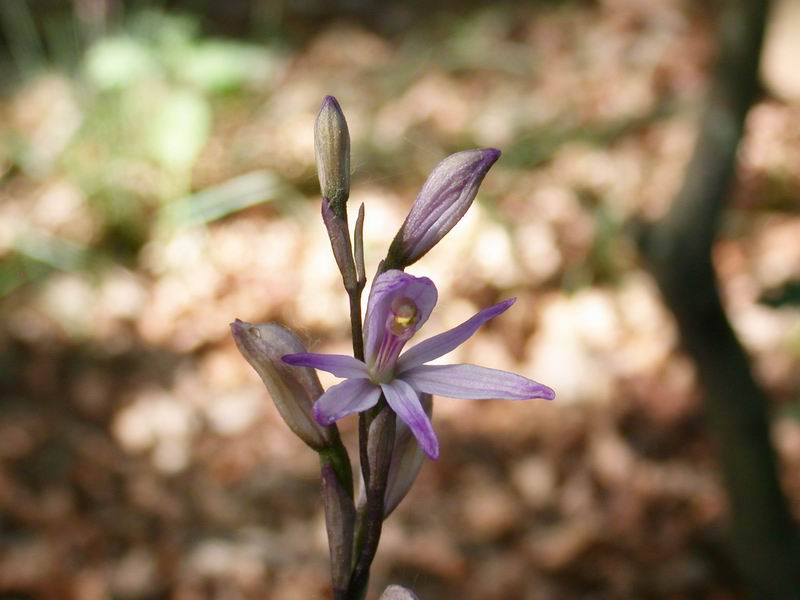 Orchidee del Chianti - Flora toscana